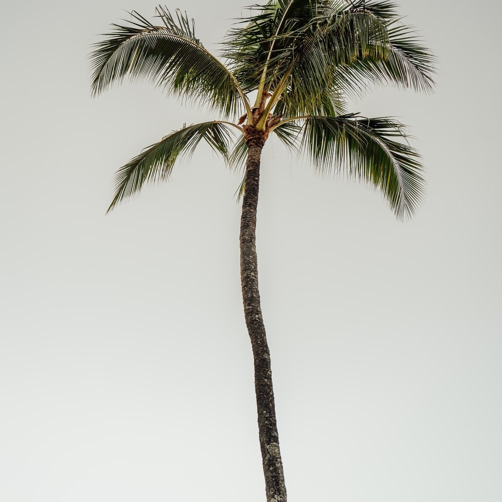 Palm Paradise (Explicit)