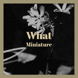 Various的专辑What Miniature