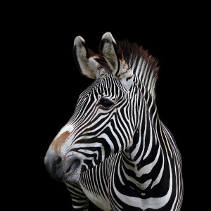 Listen to The Serengeti Plains song with lyrics from The Golden Islands