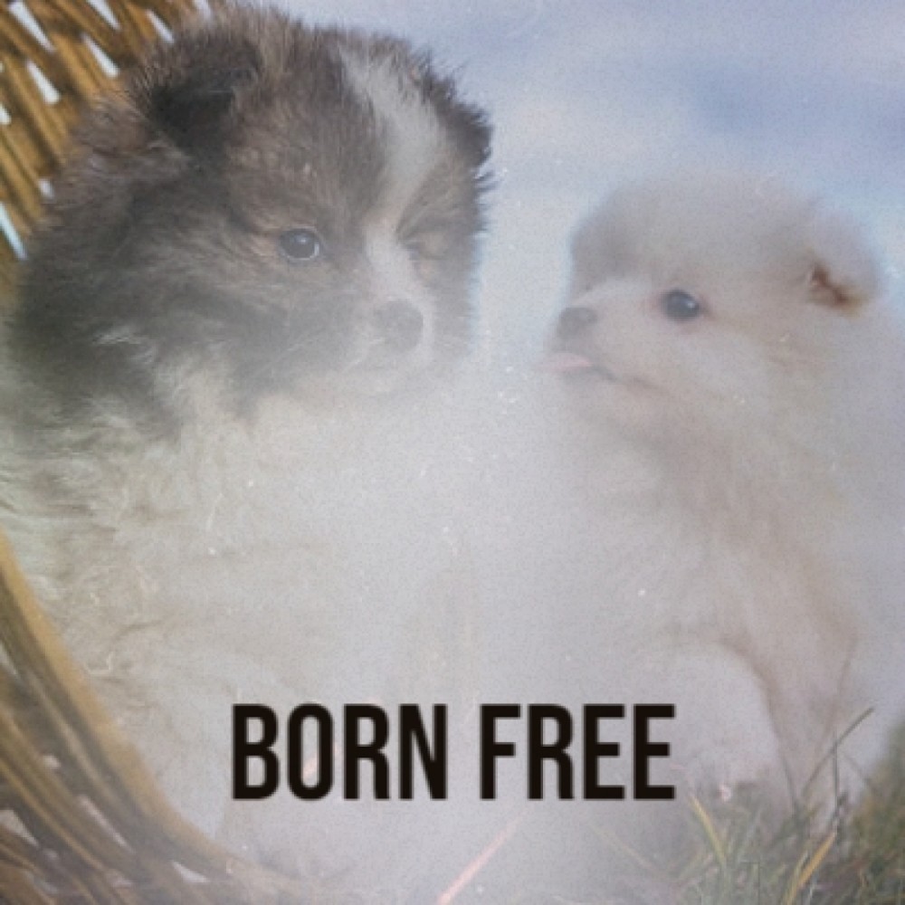 Born Free