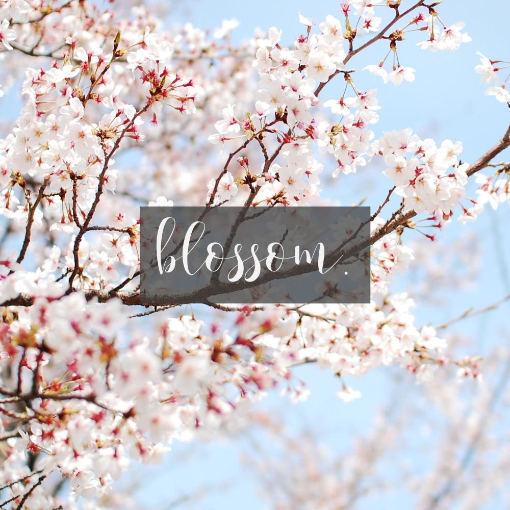 blossom - forest.