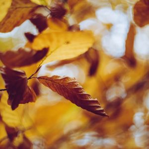 Dengarkan Relax lagu dari Sleep Sounds of Nature dengan lirik