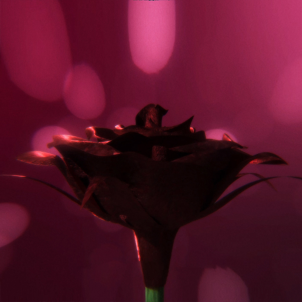Flores de Piedra
