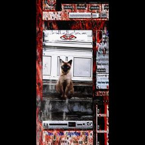 收聽Tony Gray的tanatomorfose gato, me perdoe歌詞歌曲