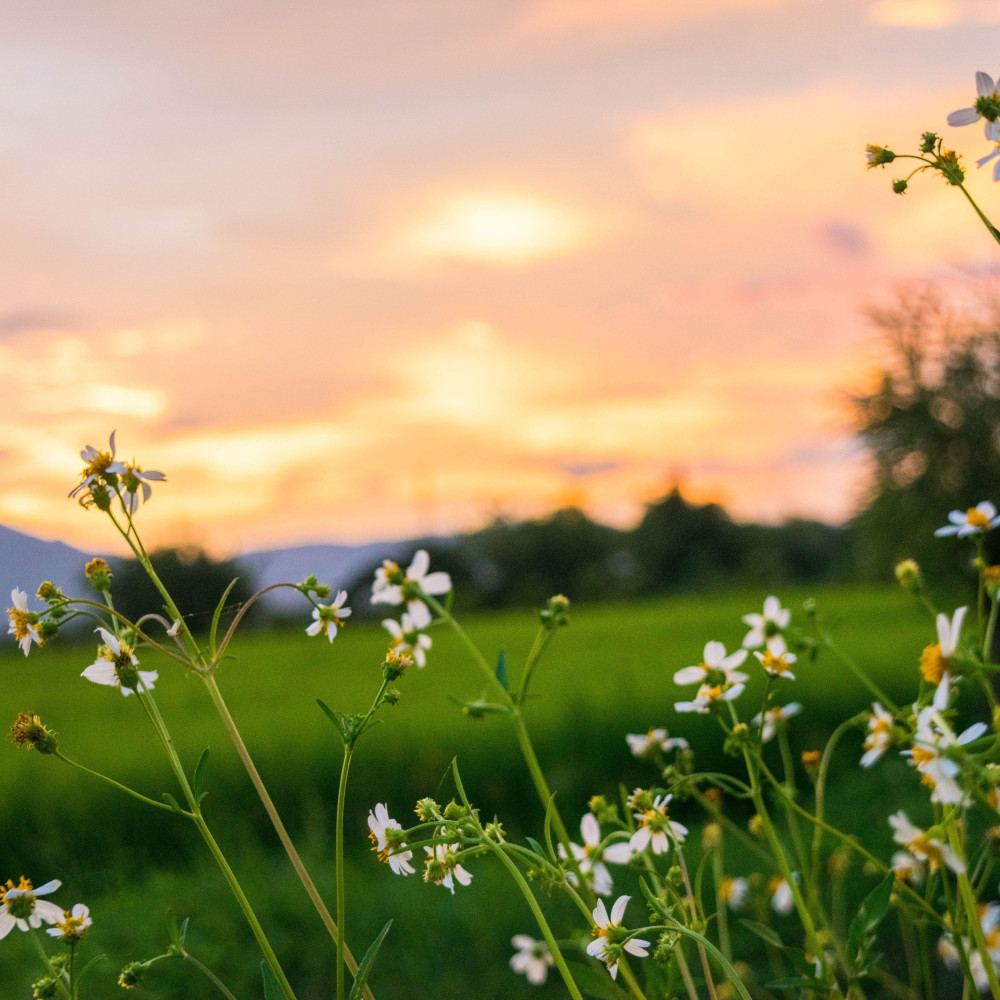 Tranquil Echoes Dusk Sigh