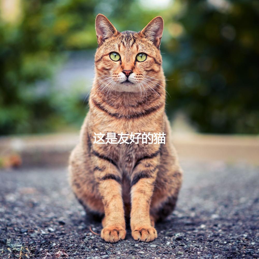 Unique Ambiance for Comfy Cats
