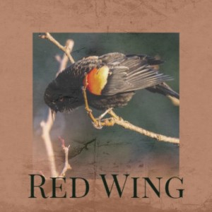 ดาวน์โหลดและฟังเพลง Red Wing พร้อมเนื้อเพลงจาก Chet Atkins