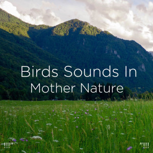 Nature Sounds Nature Music的專輯!!!" Birds Sounds In Mother Nature  "!!!