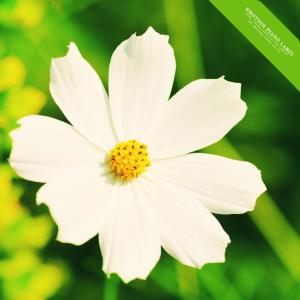 Dengarkan lagu Diary with memories nyanyian Shin Yeoeum dengan lirik