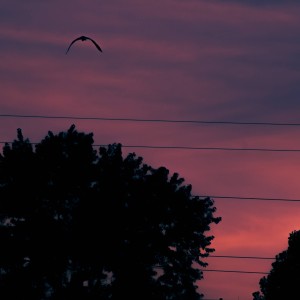 ดาวน์โหลดและฟังเพลง Palmbutter (feat. Rico C & Nae Foo) พร้อมเนื้อเพลงจาก Howie Spitts