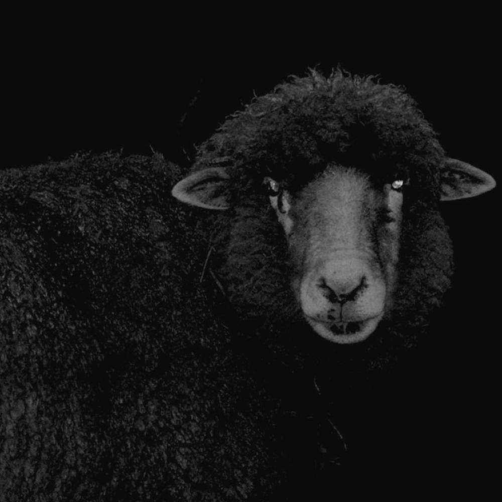 Black Sheep