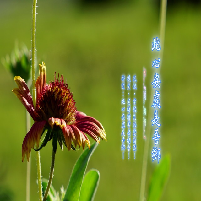 羅啟瑞的專輯東方冥想音樂系列 (17): 此心安處是吾鄉