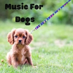 Music For Dogs Peace的專輯Music For Dogs