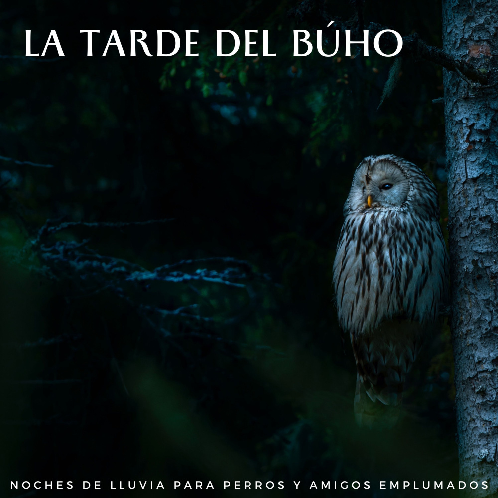 Tranquilidad Crepuscular