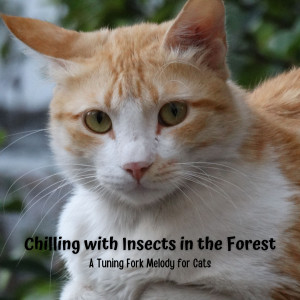 Album Chilling with Insects in the Forest: A Tuning Fork Melody for Cats from Nature Sounds Collabo