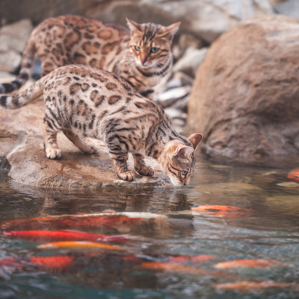 Duet for Cats by the Coast