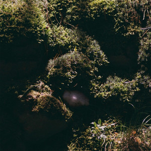 Album Mushrooms from 