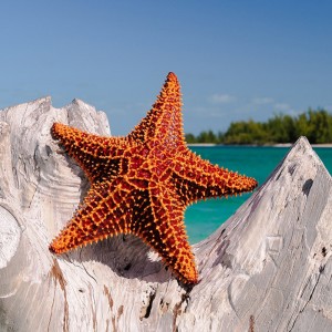 Listen to Instrumental Caribe Rap Hip Hop song with lyrics from Sayar Music