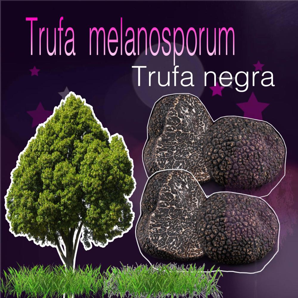 Trufa melanosporum