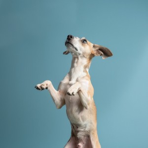 อัลบัม Ritmos En Los Ladridos: Melodías Juguetonas Para Perros ศิลปิน Domingo en paz