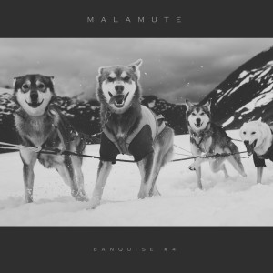 Listen to Banquise #4 song with lyrics from Malamute