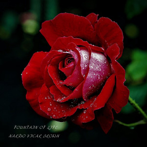 Nardo Vicar Brown的专辑Fountain of Life