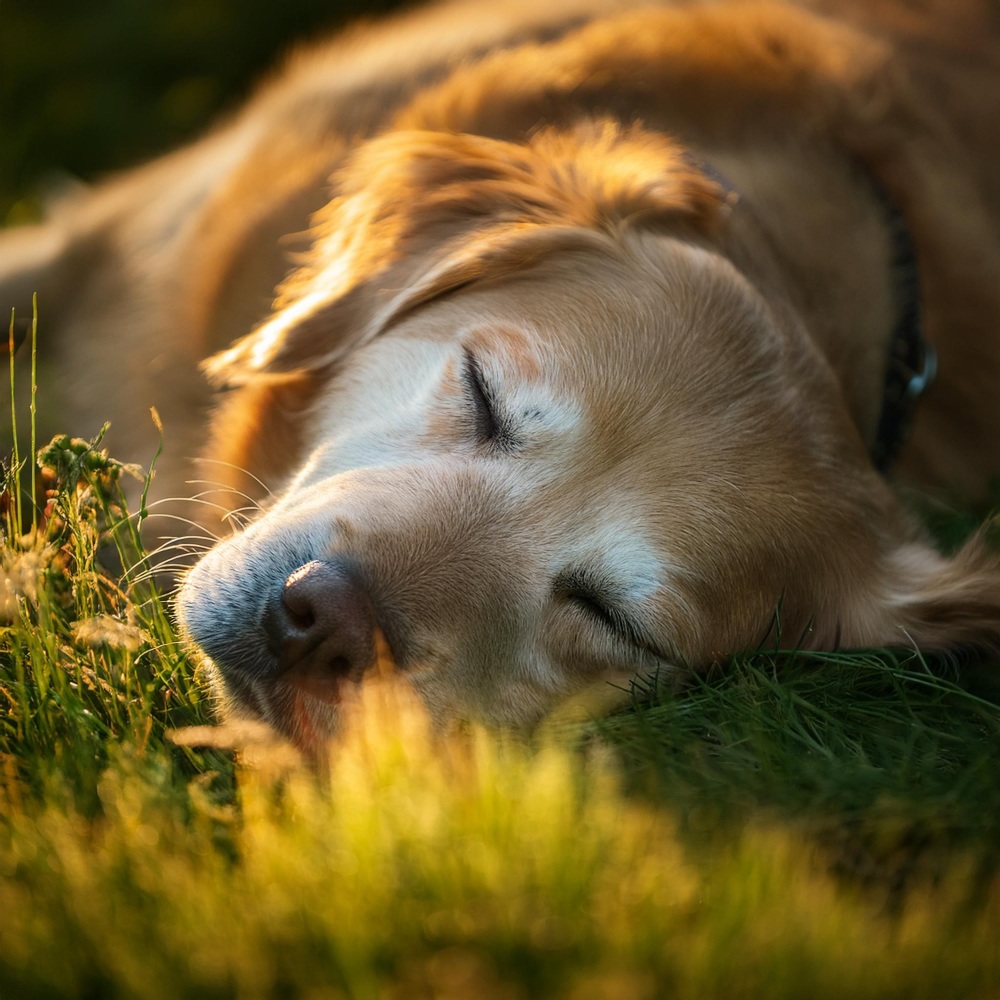 Dulce Viaje Canino