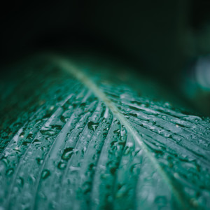 Listen to Relaxing Rain song with lyrics from Rain Sounds