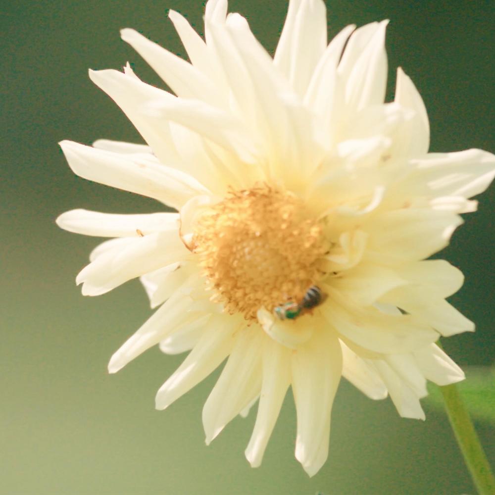 Photosynthesis (Explicit)