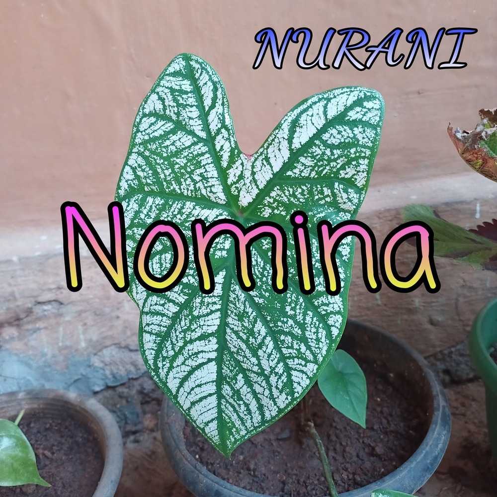 Untuk Siapa