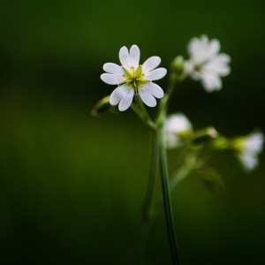 ดาวน์โหลดและฟังเพลง Inspiring Time พร้อมเนื้อเพลงจาก Relaxing Spa Music