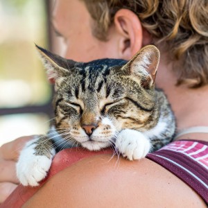 Música para dormir Gatos的專輯Melodías Apacibles Para Dulces Gatos