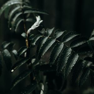 收听SPA的Outside In Nature歌词歌曲