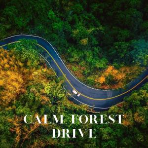 Hi Freq Samples的专辑Calm Forest Drive