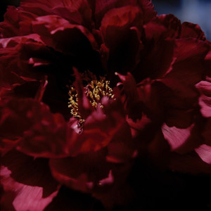 Dengarkan 千年の恋 lagu dari 芝麻 dengan lirik