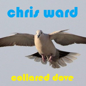 Chris Ward的專輯Collared Dove