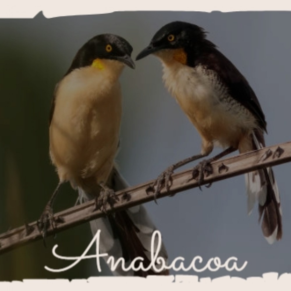 Anabacoa