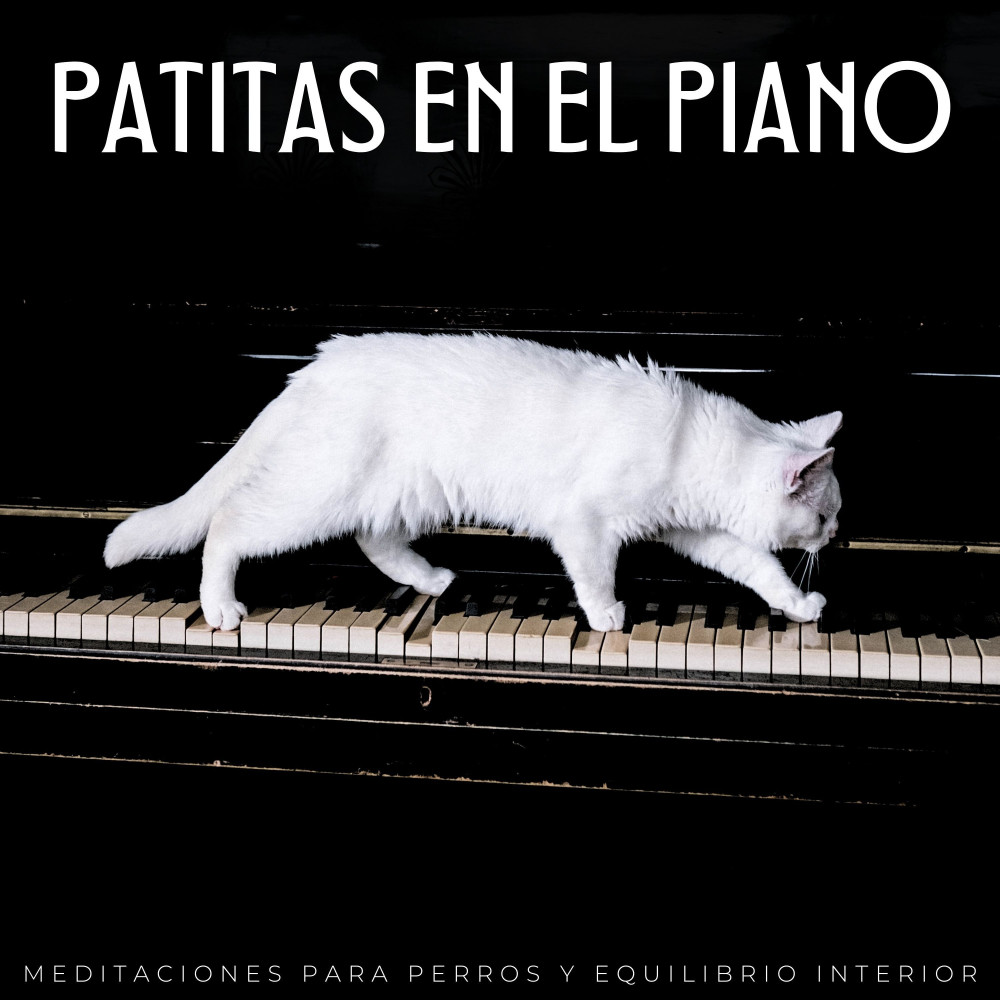 Sueños De Piano Para Perros