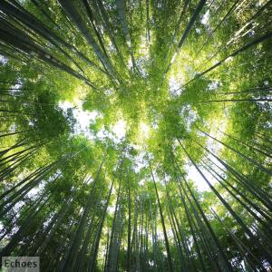 Listen to Echoes song with lyrics from OdinMann