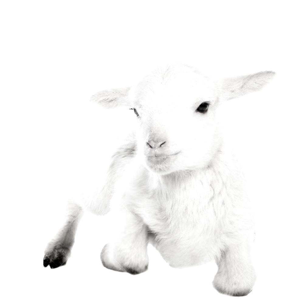 Lamb