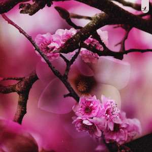 Album Hanami from Lock