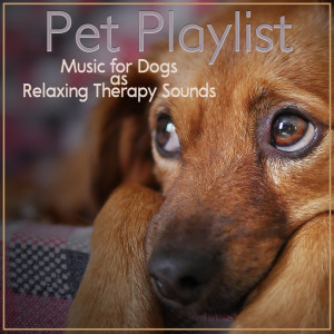 Listen to Sleeping Music song with lyrics from Dog Music Zone