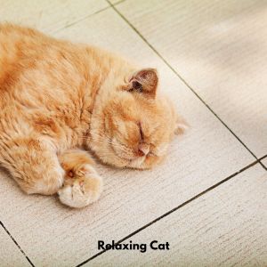 Cat Relaxation的專輯Relaxing Cat
