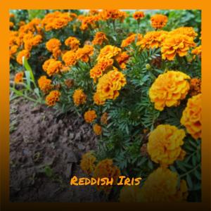 Listen to Active Mistress song with lyrics from Theh Ganka