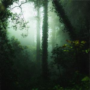 收聽Midnight Hour的Forest Rain歌詞歌曲