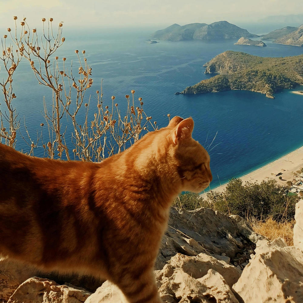 cat life 4d