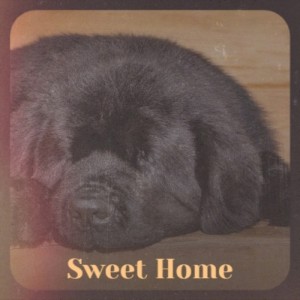 Album Sweet Home oleh Various Artist