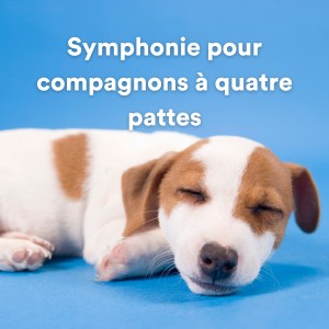 收聽Musique Calmante Pour Chiens的Douceur pour le Bobtail (Musique pour calmer les chiens)歌詞歌曲