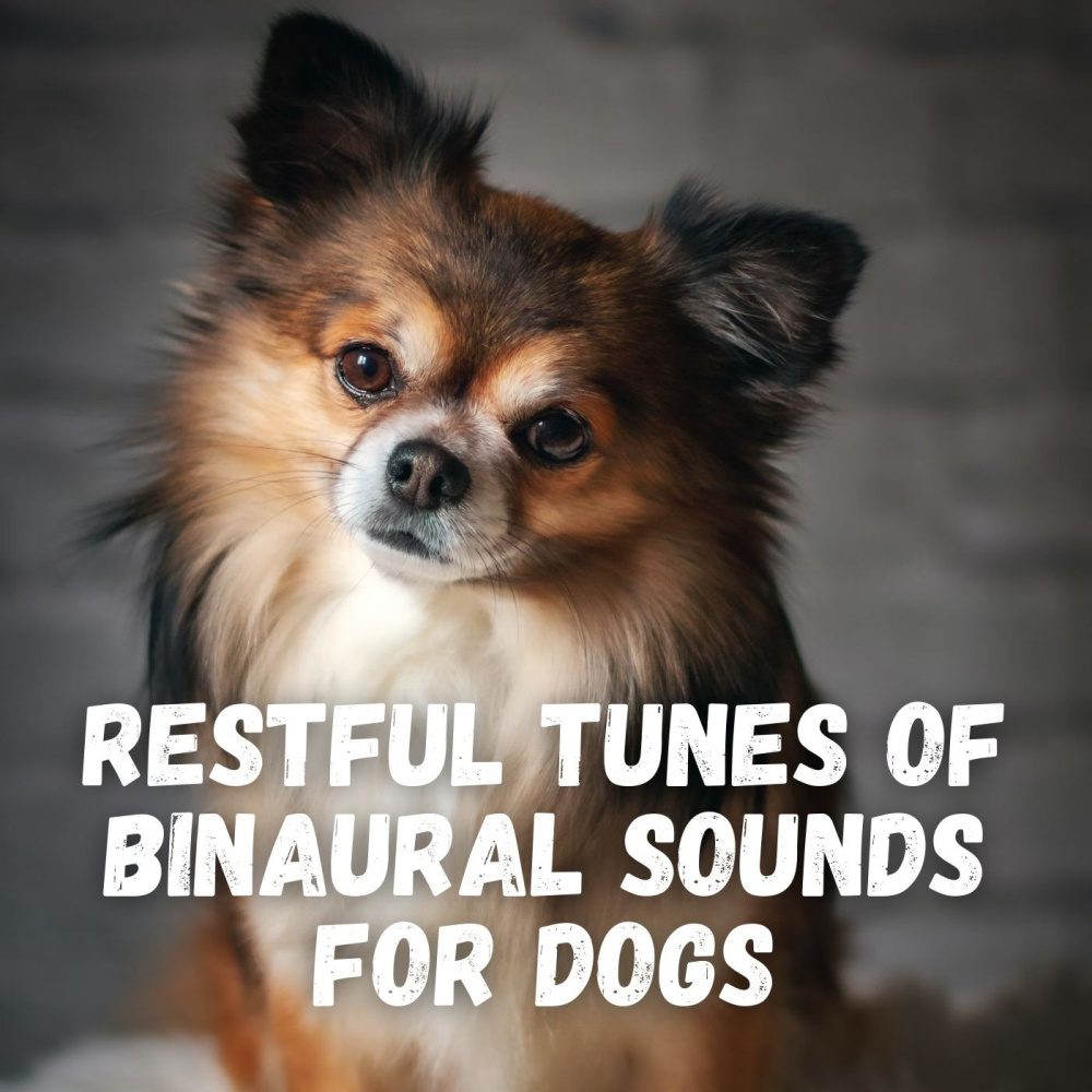 Binaural Harmony for Doggy Dreams