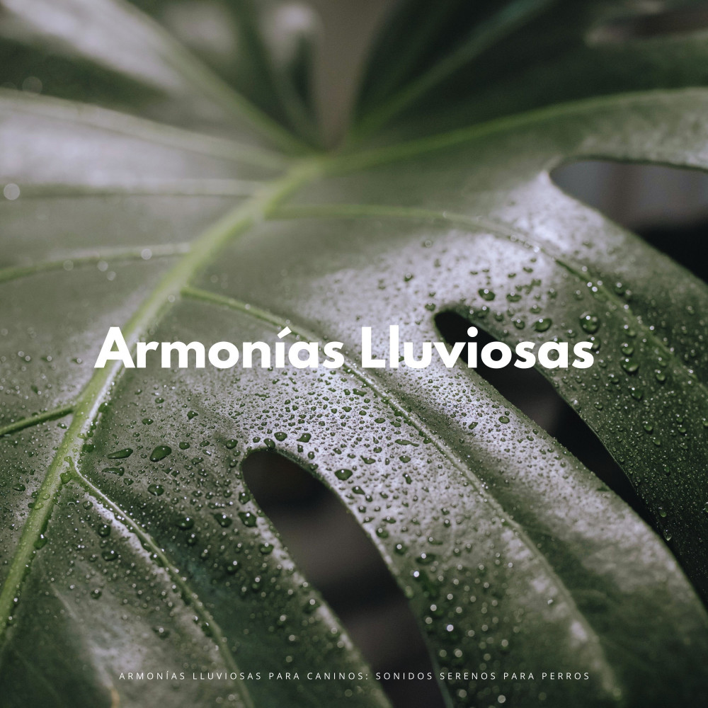 Colas Tranquilas En La Lluvia